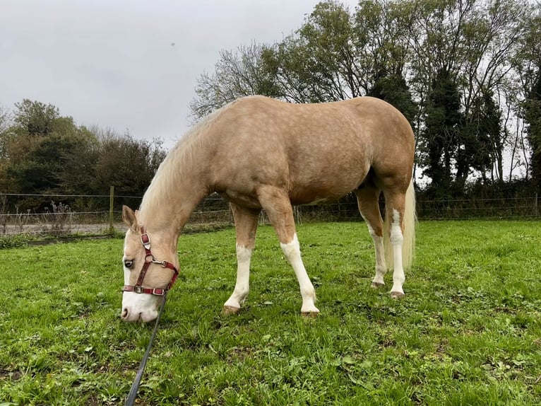 American Quarter Horse Castrone 7 Anni 140 cm Palomino in Blainville-sur-Mer