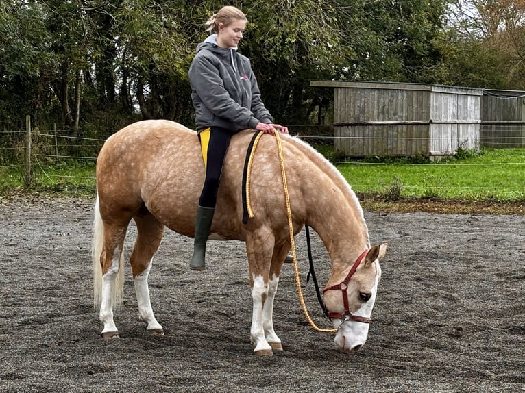 American Quarter Horse Castrone 7 Anni 140 cm Palomino in Blainville-sur-Mer