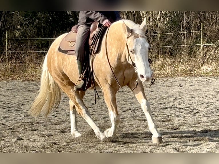 American Quarter Horse Castrone 7 Anni 140 cm Palomino in Blainville-sur-Mer