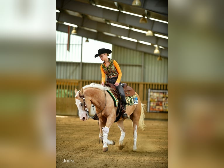American Quarter Horse Castrone 7 Anni 140 cm Palomino in Blainville-sur-Mer