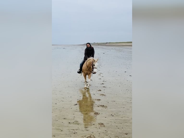 American Quarter Horse Castrone 7 Anni 140 cm Palomino in Blainville-sur-Mer