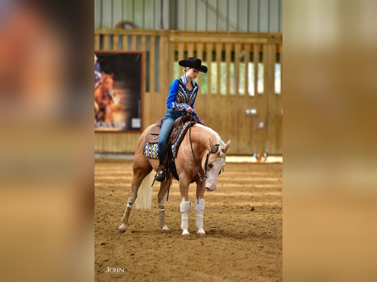 American Quarter Horse Castrone 7 Anni 140 cm Palomino in Blainville-sur-Mer