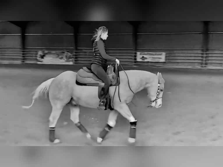 American Quarter Horse Castrone 7 Anni 140 cm Palomino in Blainville-sur-Mer