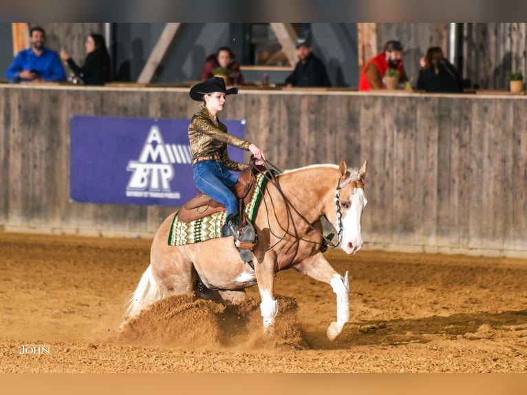 American Quarter Horse Castrone 7 Anni 140 cm Palomino in Blainville-sur-Mer