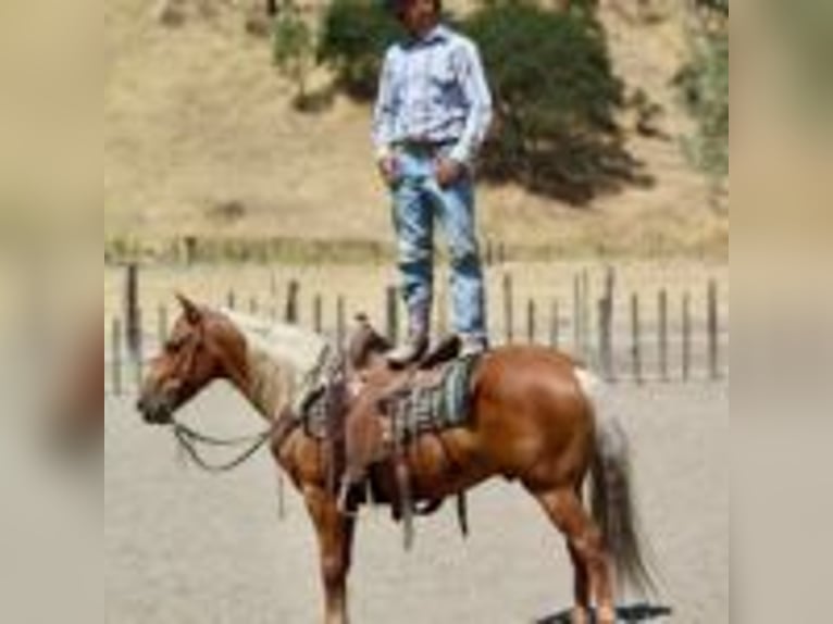 American Quarter Horse Castrone 7 Anni 140 cm Palomino in Afton WY