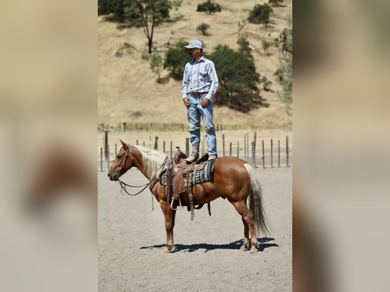 American Quarter Horse Castrone 7 Anni 140 cm Palomino in Paicines CA