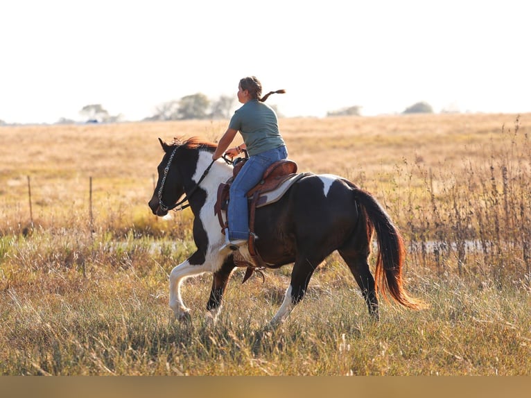 American Quarter Horse Castrone 7 Anni 140 cm Pezzato in Forney