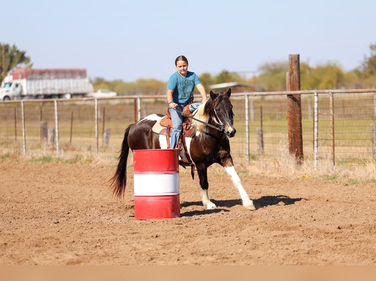 American Quarter Horse Castrone 7 Anni 140 cm Pezzato in Forney