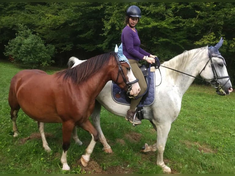 American Quarter Horse Mix Castrone 7 Anni 142 cm Baio in Klostermarienberg