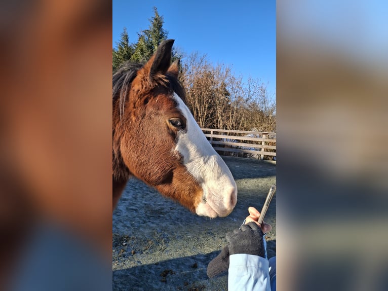 American Quarter Horse Mix Castrone 7 Anni 142 cm Baio in Klostermarienberg