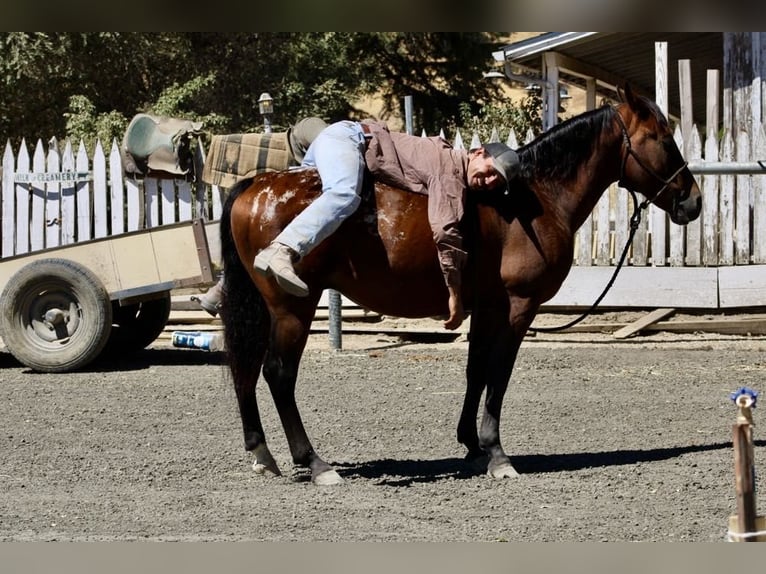 American Quarter Horse Castrone 7 Anni 142 cm Baio ciliegia in Paicines CA