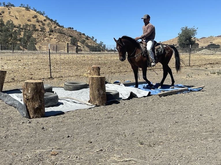 American Quarter Horse Castrone 7 Anni 142 cm Baio ciliegia in Paicines CA