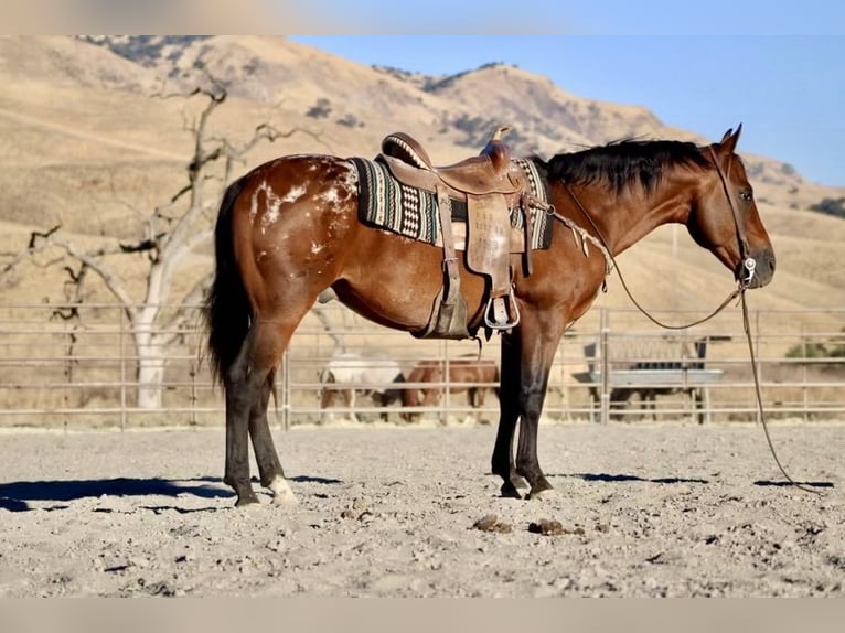 American Quarter Horse Castrone 7 Anni 142 cm Baio ciliegia in Paicines CA