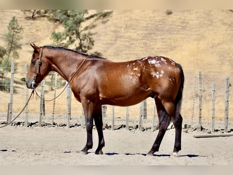 American Quarter Horse Castrone 7 Anni 142 cm Baio ciliegia in Paicines CA