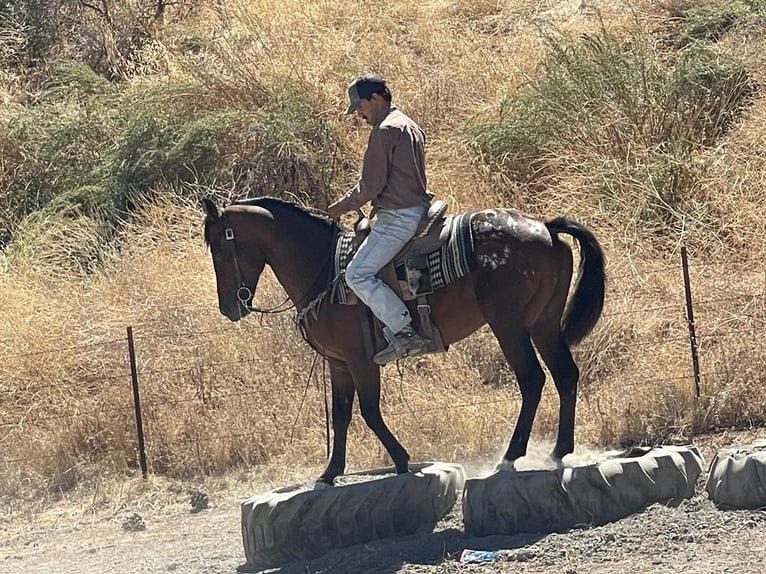 American Quarter Horse Castrone 7 Anni 142 cm Baio ciliegia in Paicines CA