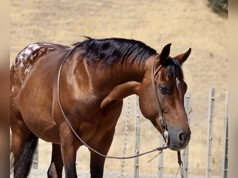 American Quarter Horse Castrone 7 Anni 142 cm Baio ciliegia in Paicines CA