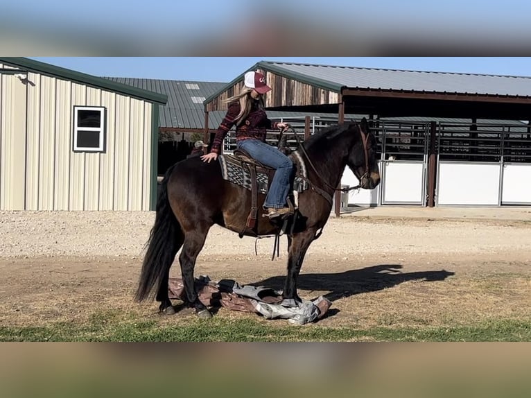 American Quarter Horse Mix Castrone 7 Anni 142 cm Baio ciliegia in Joshua, TX