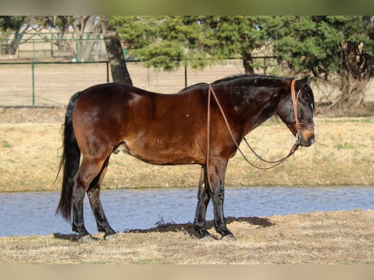 American Quarter Horse Mix Castrone 7 Anni 142 cm Baio ciliegia in Joshua, TX