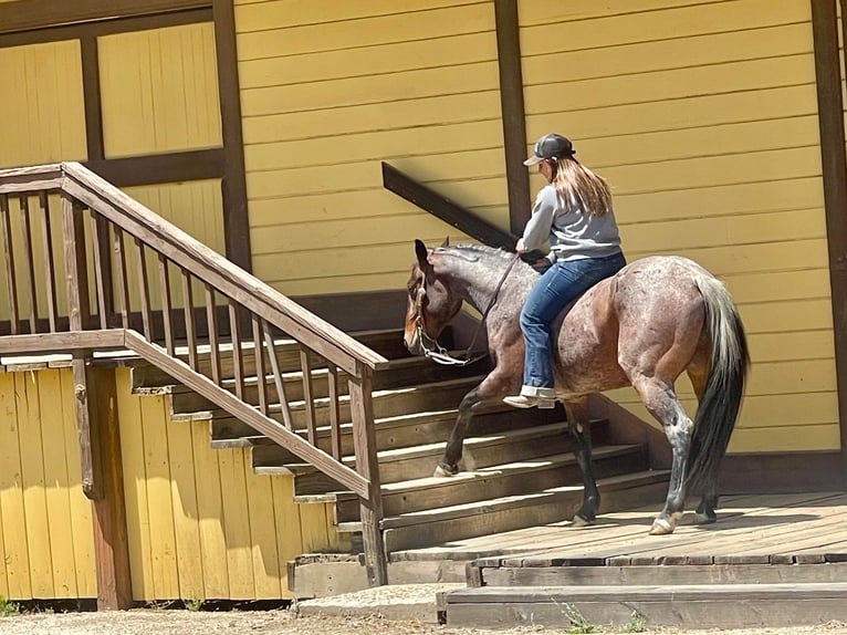 American Quarter Horse Castrone 7 Anni 142 cm Baio roano in Paicines CA