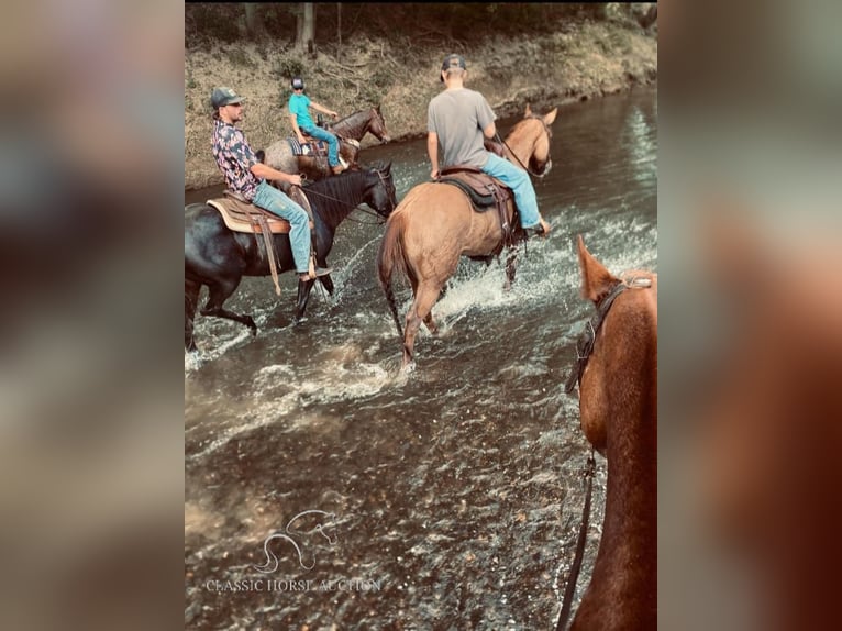 American Quarter Horse Castrone 7 Anni 142 cm Falbo in Mayslick, KY