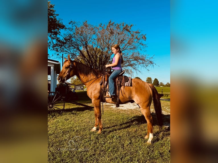 American Quarter Horse Castrone 7 Anni 142 cm Falbo in Mayslick, KY