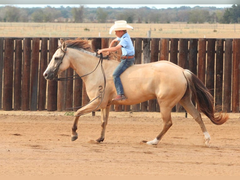 American Quarter Horse Castrone 7 Anni 142 cm Falbo in De Kalb