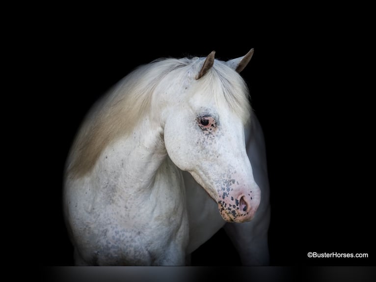 American Quarter Horse Castrone 7 Anni 142 cm Grigio in Weatherford TX