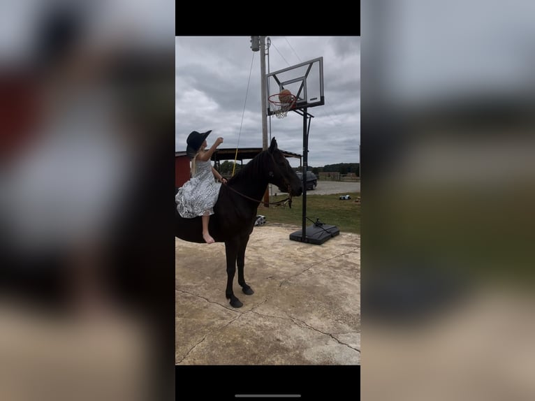 American Quarter Horse Castrone 7 Anni 142 cm Morello in Huntland TN