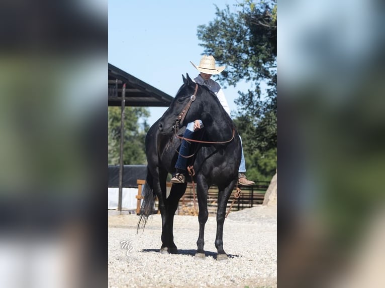 American Quarter Horse Castrone 7 Anni 142 cm Morello in Caldwell