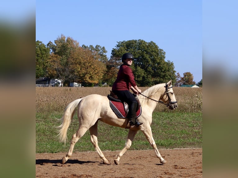 American Quarter Horse Castrone 7 Anni 142 cm Palomino in Auburn