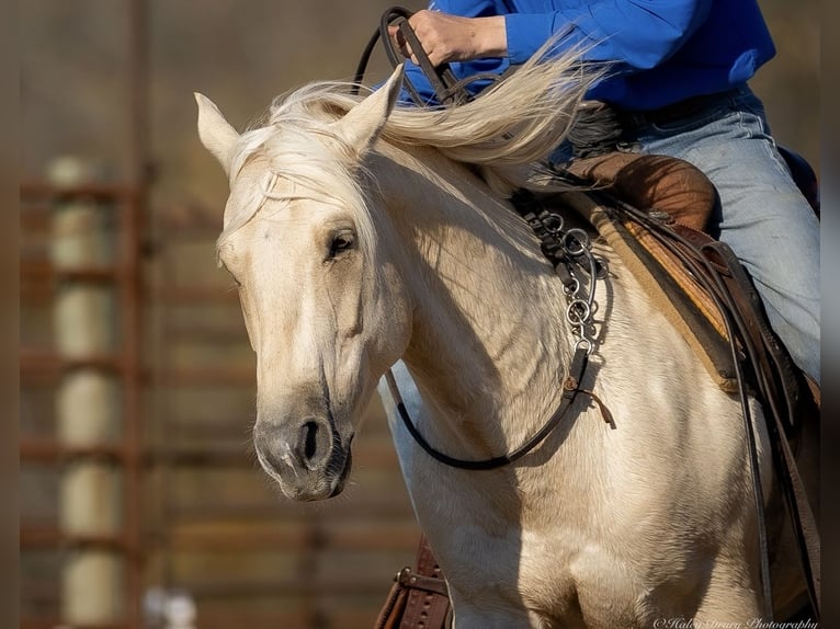 American Quarter Horse Castrone 7 Anni 142 cm Palomino in Auburn