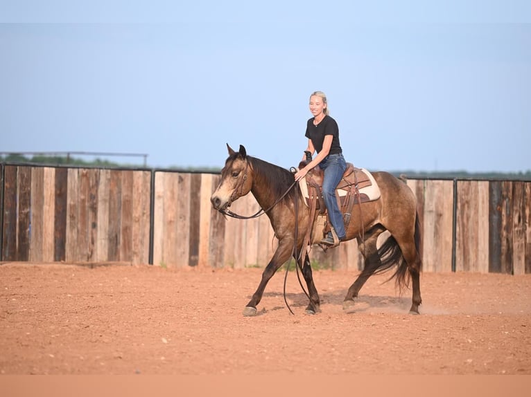 American Quarter Horse Castrone 7 Anni 142 cm Pelle di daino in Waco, TX