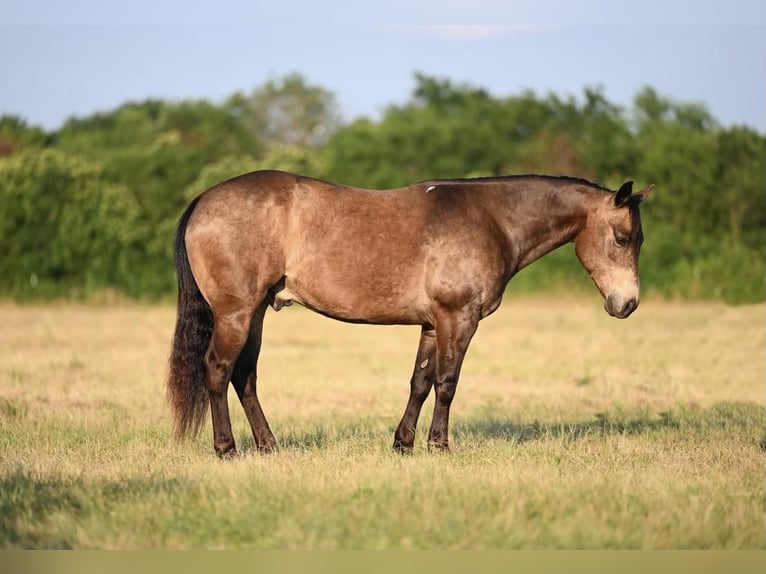 American Quarter Horse Castrone 7 Anni 142 cm Pelle di daino in Waco, TX