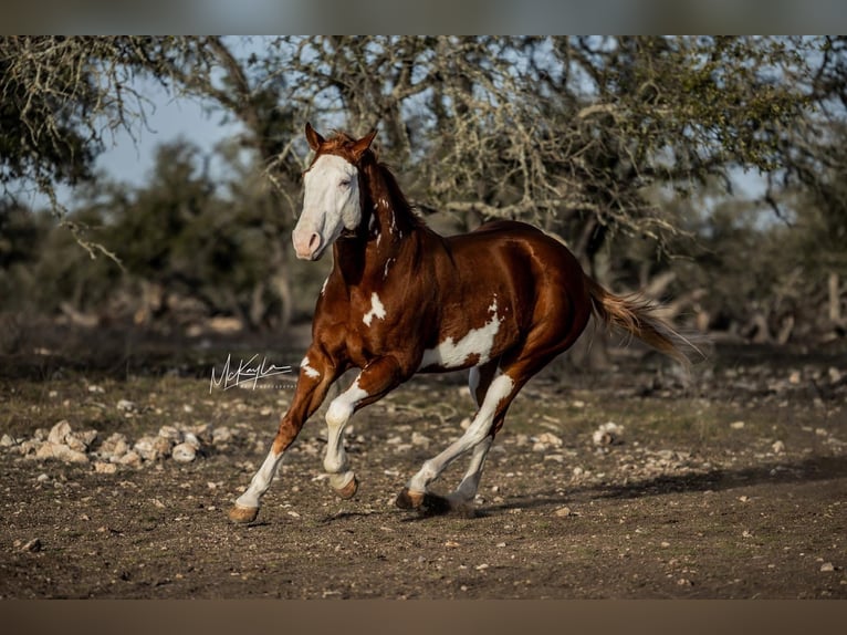 American Quarter Horse Castrone 7 Anni 142 cm Sauro ciliegia in Arlington