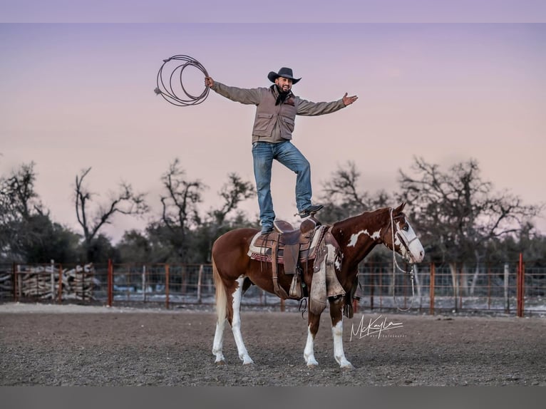 American Quarter Horse Castrone 7 Anni 142 cm Sauro ciliegia in Arlington