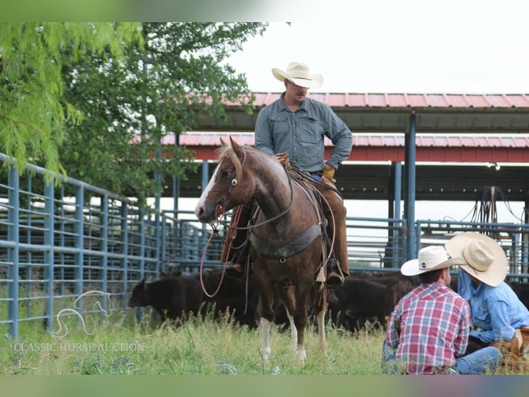 American Quarter Horse Castrone 7 Anni 142 cm Sauro ciliegia in Stephenville, TX