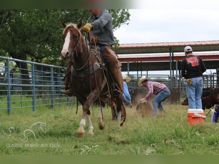 American Quarter Horse Castrone 7 Anni 142 cm Sauro ciliegia in Stephenville, TX