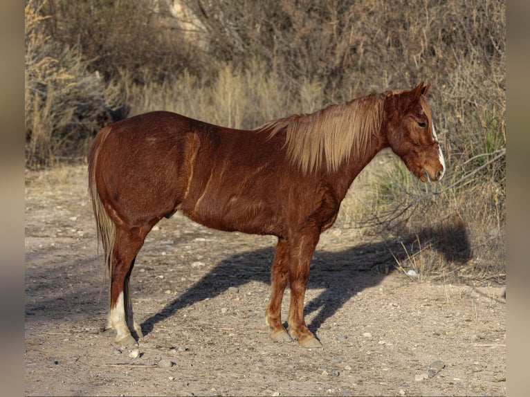 American Quarter Horse Castrone 7 Anni 142 cm Sauro scuro in CAMP VERDE, AZ