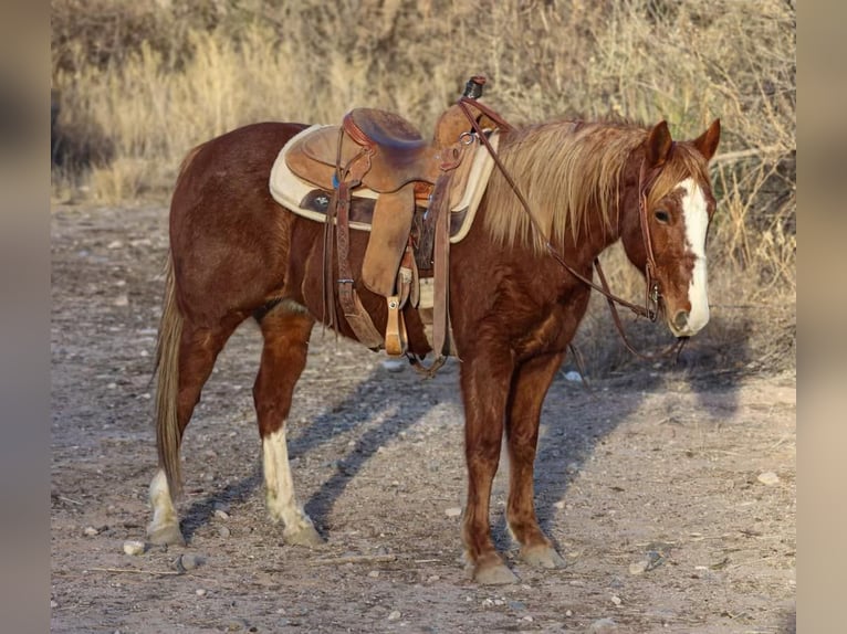 American Quarter Horse Castrone 7 Anni 142 cm Sauro scuro in CAMP VERDE, AZ