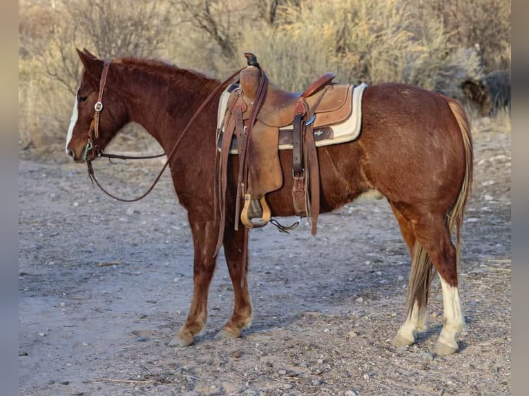 American Quarter Horse Castrone 7 Anni 142 cm Sauro scuro in CAMP VERDE, AZ