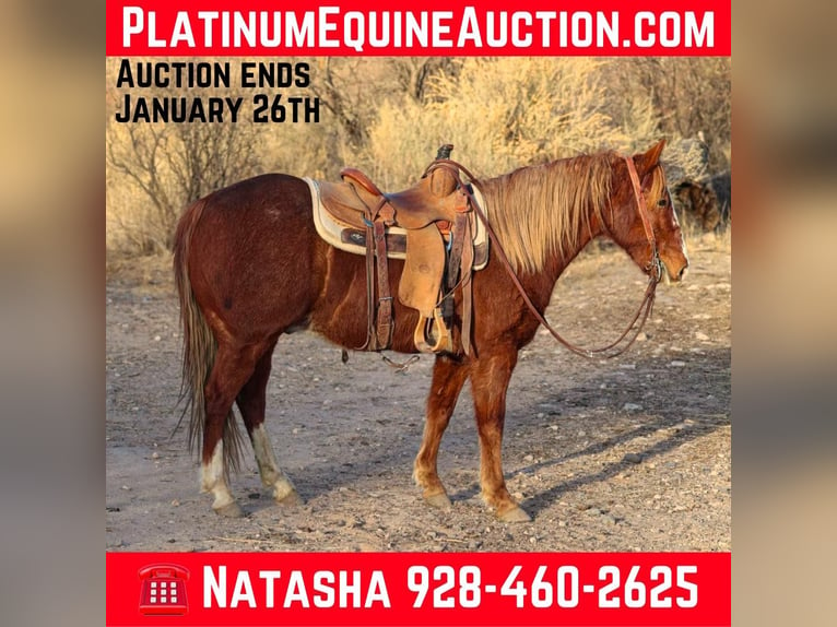 American Quarter Horse Castrone 7 Anni 142 cm Sauro scuro in CAMP VERDE, AZ