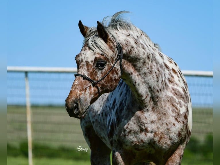 American Quarter Horse Castrone 7 Anni 142 cm Sauro scuro in cANTON tx