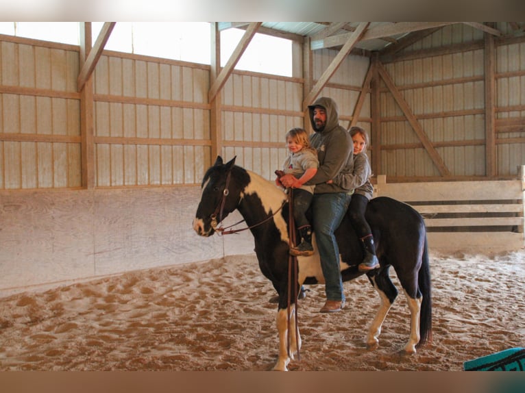 American Quarter Horse Castrone 7 Anni 142 cm Tobiano-tutti i colori in Dyersville IA