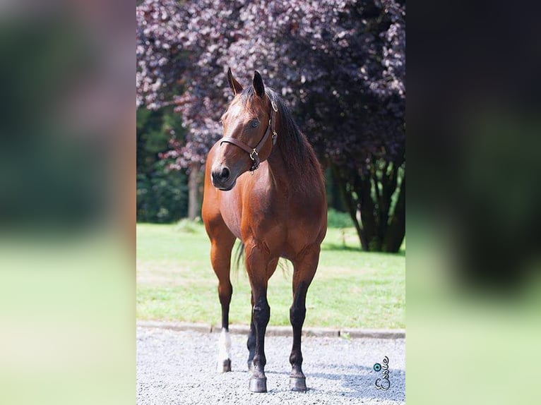 American Quarter Horse Castrone 7 Anni 144 cm Sauro ciliegia in Kranenburg