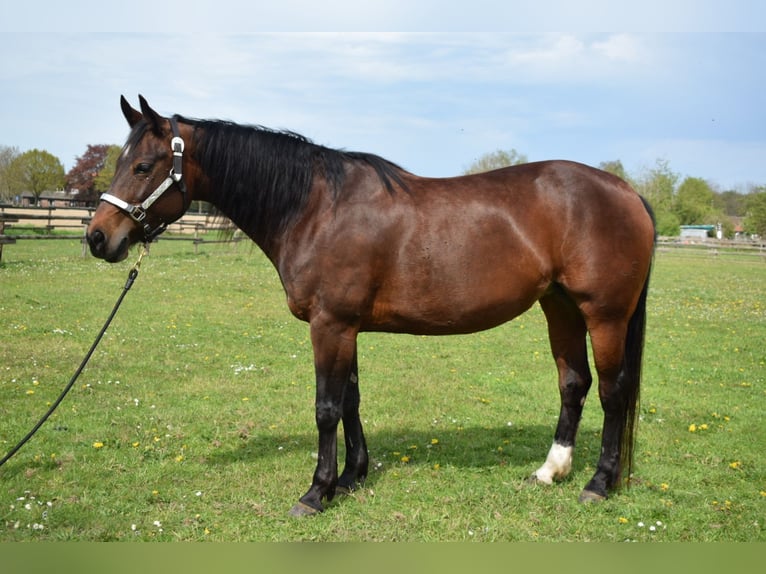 American Quarter Horse Castrone 7 Anni 144 cm Sauro ciliegia in Kranenburg