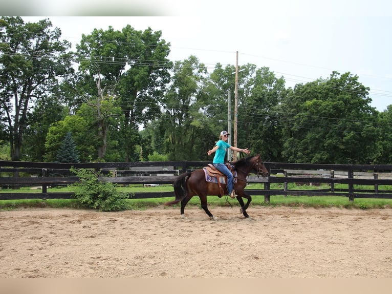 American Quarter Horse Castrone 7 Anni 145 cm Baio ciliegia in Howell MI