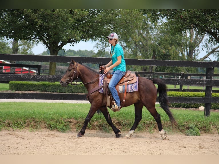 American Quarter Horse Castrone 7 Anni 145 cm Baio ciliegia in Howell MI