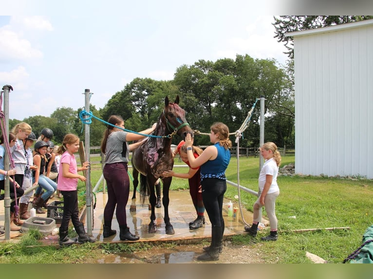 American Quarter Horse Castrone 7 Anni 145 cm Baio ciliegia in Howell MI