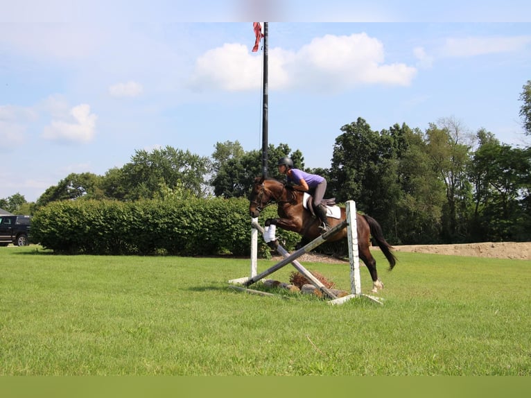 American Quarter Horse Castrone 7 Anni 145 cm Baio ciliegia in Howell MI