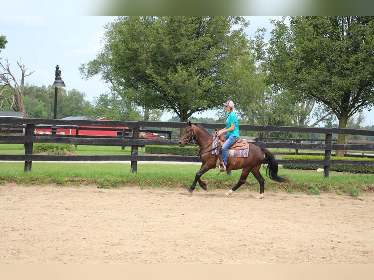 American Quarter Horse Castrone 7 Anni 145 cm Baio ciliegia in Howell MI